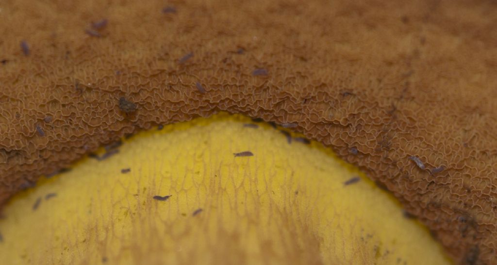 Boletus o leccinum